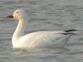 Snow Goose